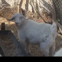 کهره فروشی وزن ۳۰نری بخته وزن ۴۲کیلو360