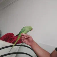 ملنگو ماده فول دستی