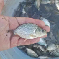 فروش بچه ماهی گرمابی و خاویاری