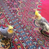 دو تا عروس هلندی نروماده