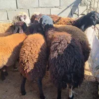 بره چاق کشتاری|حیوانات مزرعه|گنبد کاووس, |دیوار