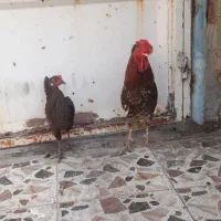 مرغ وخروس