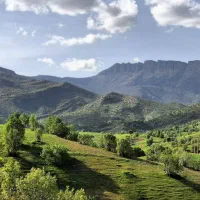 تعدادی کارگر اتباع