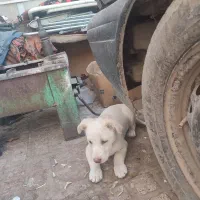 سگ پاکوتا|سگ|نیشابور, گنبد سبز|دیوار