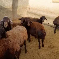 قوچ دونیم ساله دوقلوزا|حیوانات مزرعه|قلقل رود, |دیوار