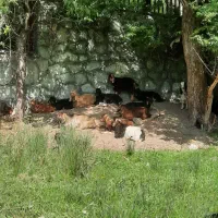 گوسفند.میش.بز سرحال و قبراق|حیوانات مزرعه|کرج, شهرک امیر المومنین|دیوار