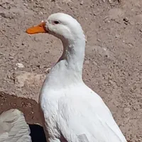 اردک