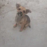 واگذاری فانتزی