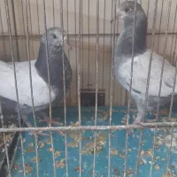 کبوتر پاکستانی|پرنده|بندرعباس, |دیوار