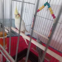 جوجه عروس هلندی|پرنده|شاهینشهر, فردوسی|دیوار