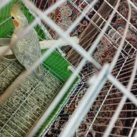 عروس هلندی گل باقلی نر|پرنده|فردیس, سپید دشت|دیوار