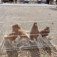 دم سفید عتیقه کلکسیونی