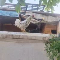 خروس
