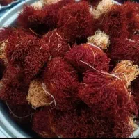 زرشک و زعفران دسته درجه یک