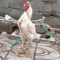 خروس لاری سفید