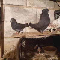 دوعدد نر کاکلی تیپی‌ سروکله‌ دار