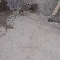 پرنده|پرنده|کنگاور, |دیوار