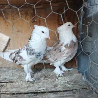 یکجفت کفتر هماچکمه کاکلی عالی قدوقواره دار