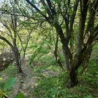 فروش-باغ