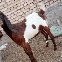 یک راس بزغاله ماده دورگ پاکستانی