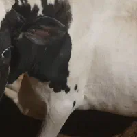 فروش ۲ راس گاو به قیمت  مناسب|حیوانات مزرعه|کشکوئیه, |دیوار