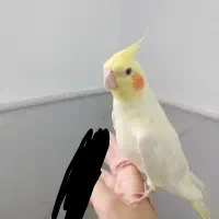 عروس هلندی نر و ماده دستی|پرنده|قم, وادی السلام|دیوار