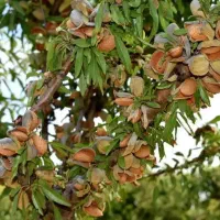 فروش تخصصی انواع نهال موسسه بزرگ نهالستان غرب|خدمات باغبانی و درختکاری|الیگودرز, |دیوار