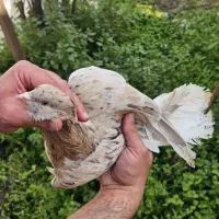 هفت‌رنگ دم سفید زرد وسرخ دم سفید حرفه‌ای