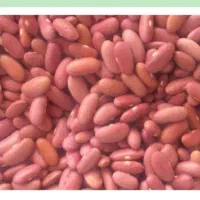 لوبیا کپسولی و گندم میهن و نان خشک