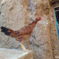 تعداد دو عدد مرغ و دو عدد خروس لاری|حیوانات مزرعه|تربت جام, میان جام|دیوار