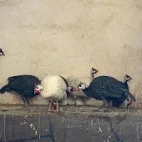 مرغ شاخدار. یا گینه.