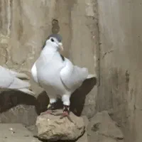 سرور دمسفید ساده افشان