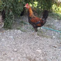نیمچه لری فروشی