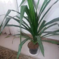 پاندانوس