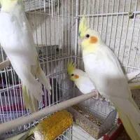 عروس هلندی سرلاکی نرمخور دونخور دستی نرماده بالغ|پرنده|شیراز, شهرک صدا و سیما|دیوار