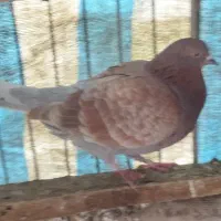 کبوتر سرخ قهوه‌ای