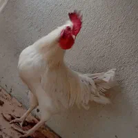 یک عدد خروس محلی اصل اصل|حیوانات مزرعه|بم, |دیوار