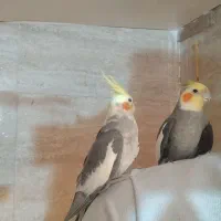 پرنده|پرنده|قم, کلهری|دیوار