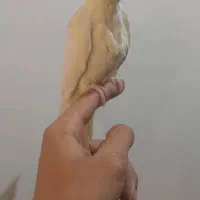 تاریخ تولد ۱ ابان ۱۴۰۴ دستی دون خور