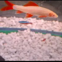 ماهی سیلور شارک