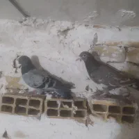 کبوتر زردوخوردی