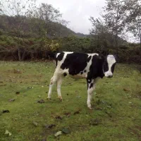 گاو.گوساله هلشتاین اصیل|حیوانات مزرعه|رانکوه, |دیوار