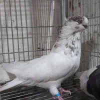 کبوتر تهرانی|پرنده|خمینیشهر, |دیوار