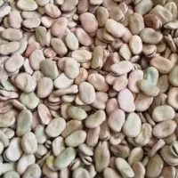 باقاله خشک بهشهر