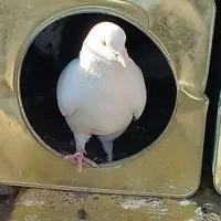 کبوتر