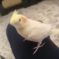 عروس هلندی گم شده