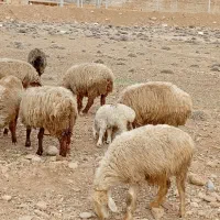 تعدادی گوسفند