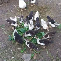 جوجه اردک اسرائیلی