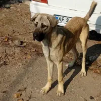 واگذاری توله سگ پژدر عراقی