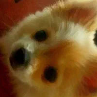 لوازم سگ کامل